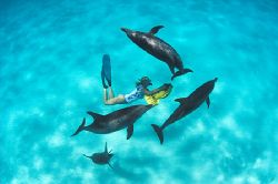Dolphins at play. Bahamas
D2x by Rand Mcmeins 